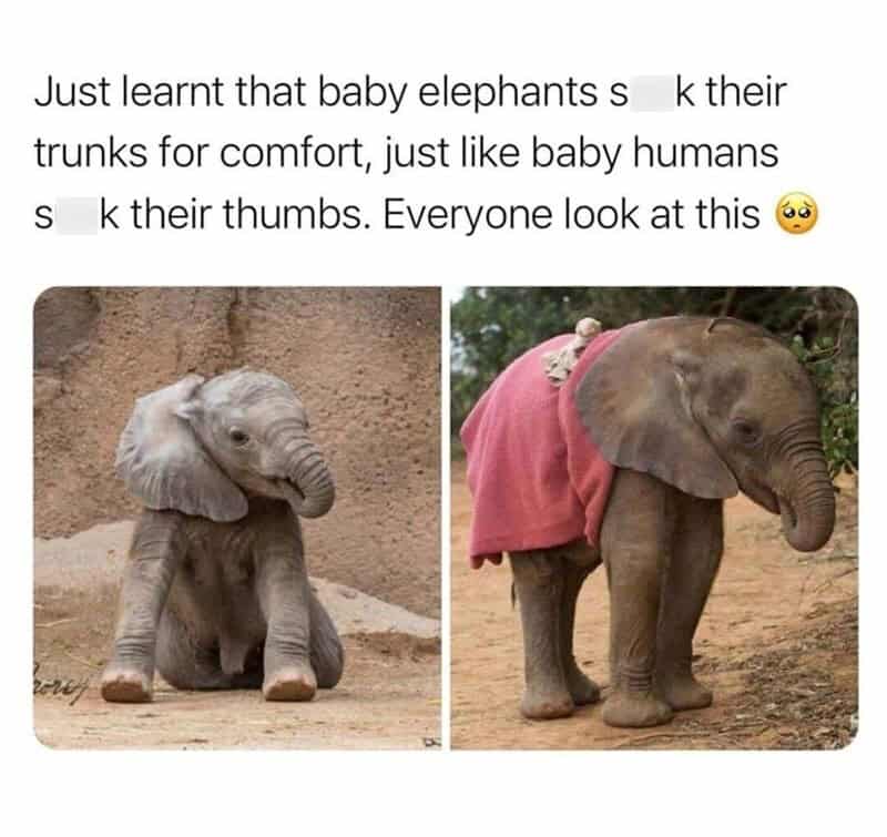 Wholesome animal memes with baby elephants showing their trunks for comfort.