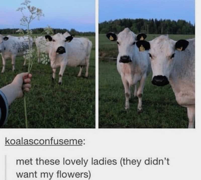Two cows with black and white faces, one close-up and one in the background, in a field.