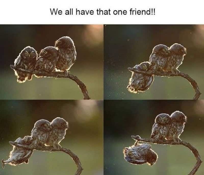 Four owls sitting on a branch with the caption 'We all have that one friend!!'.