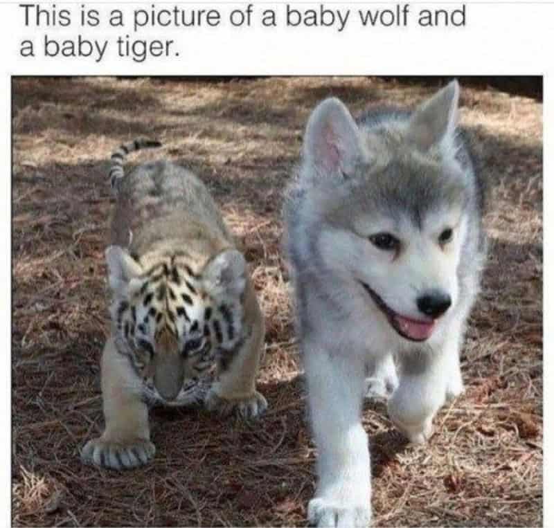 Baby wolf and baby tiger walking together in the woods.