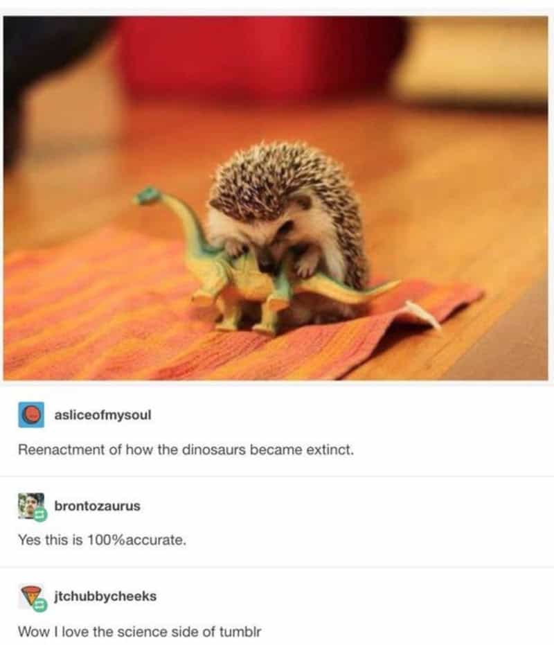 Hedgehog with a toy dinosaur on a colorful blanket.