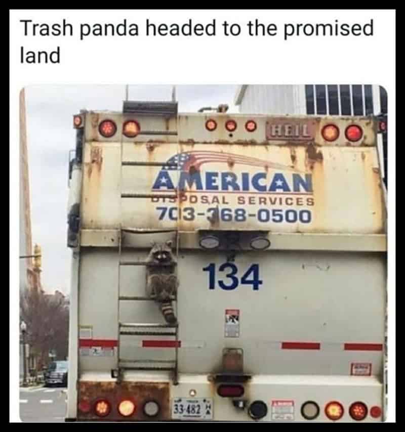Trash panda hanging on the back of a garbage truck with American logo and text.