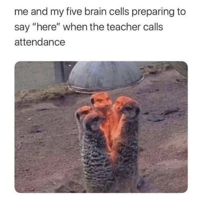 Me and my five brain cells preparing to say 'here' when the teacher calls attendance.