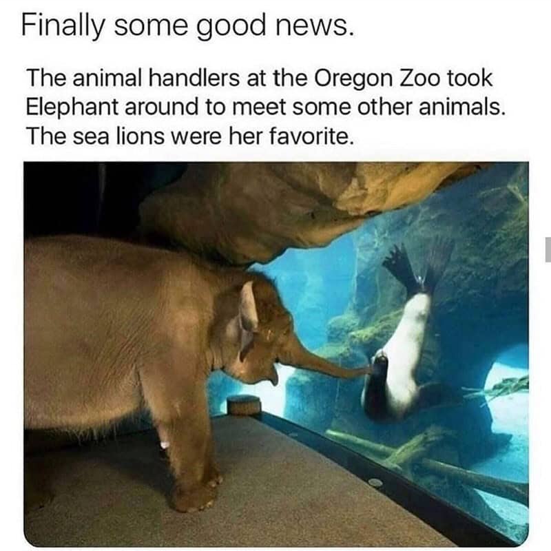 Elephant and sea lion meet at Oregon Zoo, animal handlers present.