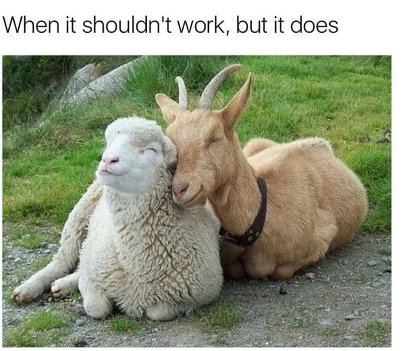 Sheep and goat with sheep's face, captioned 'When it shouldn't work, but it does'.