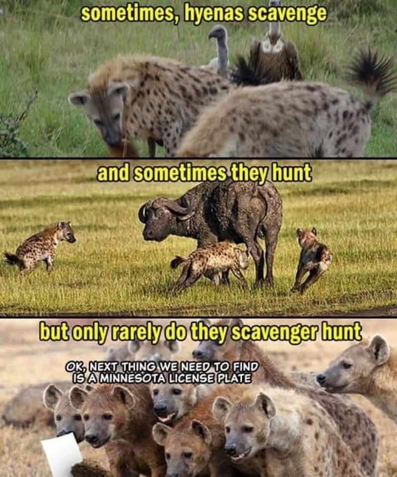 Hyenas, elephants, and bears with cubs in a humorous meme about scavenger hunts.