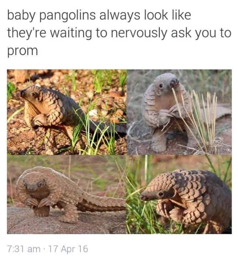 Baby pangolins look like they're waiting to nervously ask you to prom.
