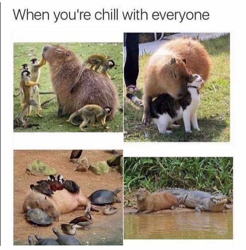 Compilation of animals relaxing and cuddling, with the caption "When you're chill with everyone".