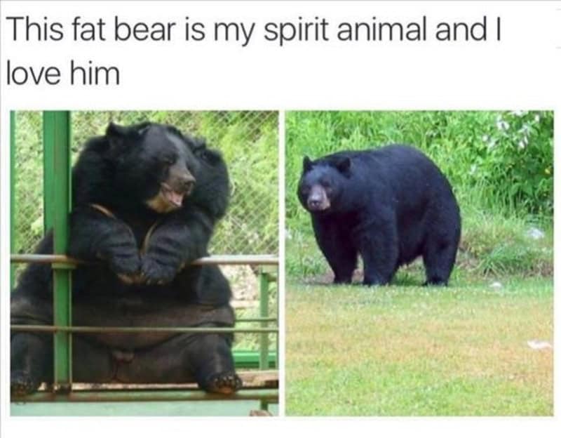 Two black bears, one sitting and one standing, with the caption about loving a fat bear.