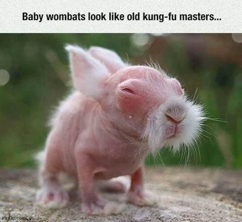 Baby wombats look like old kung-fu masters.