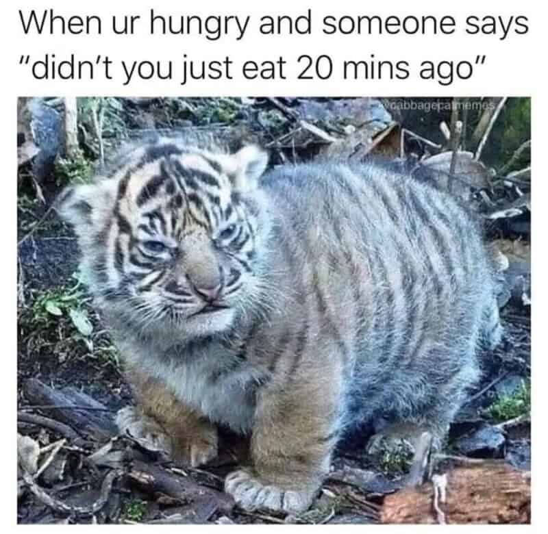 Cute tiger cub with a humorous caption about hunger and eating.