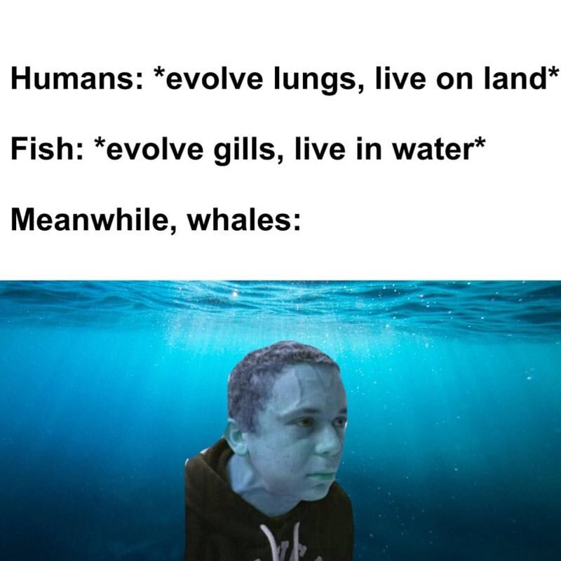 Humans evolve lungs, live on land; fish evolve gills, live in water; whales are mammals.