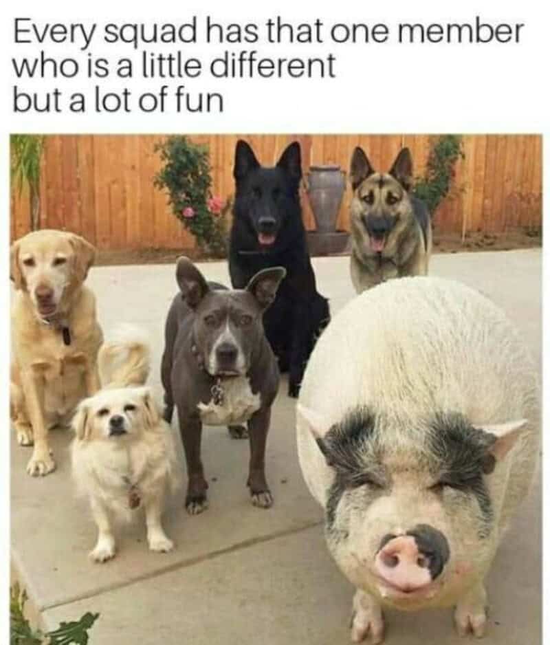 Group of six dogs and a pig in a backyard with a wooden fence.