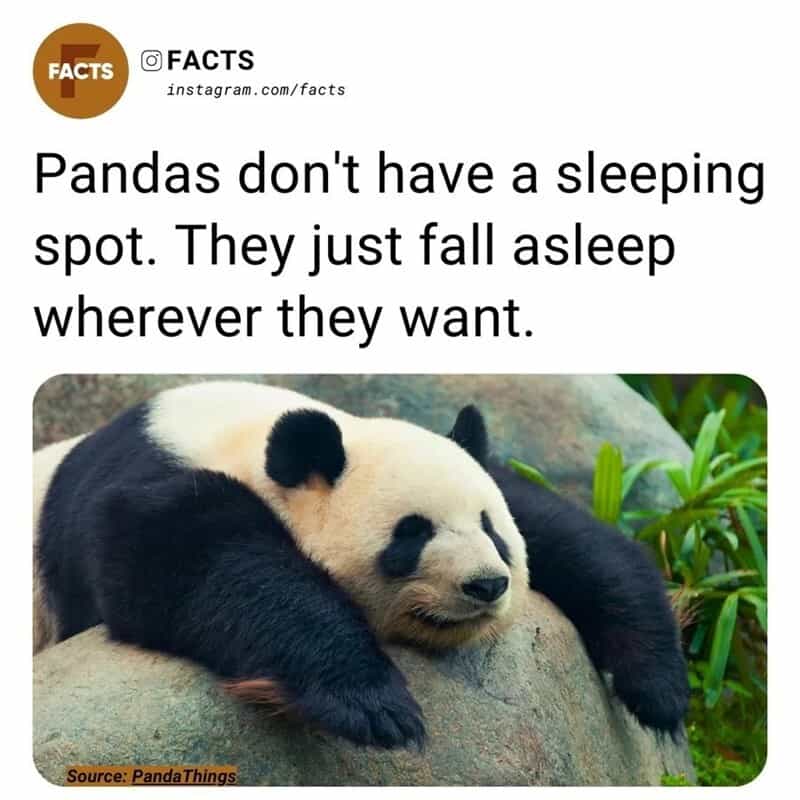 Panda lying on a rock with text about pandas sleeping anywhere they want.