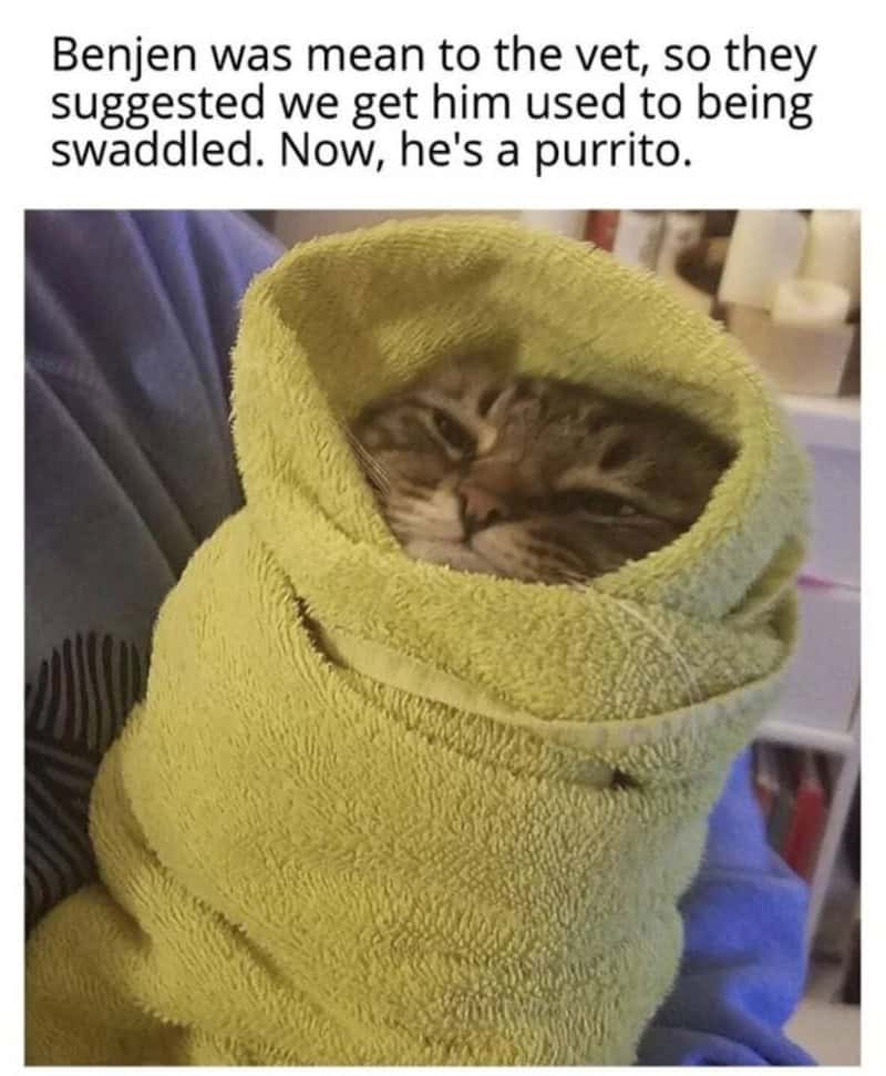 A cute cat wrapped in a yellow towel with a humorous caption about being a purrito.