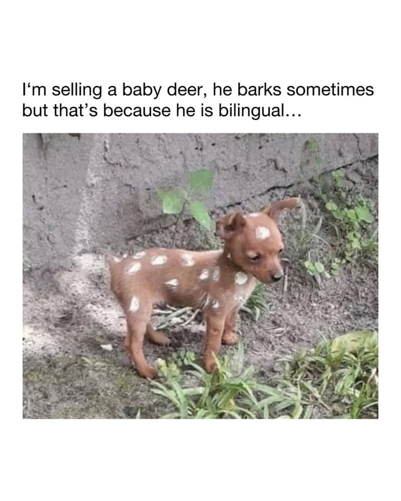 A baby deer with a dog-like appearance, standing outdoors on dirt with green plants around.