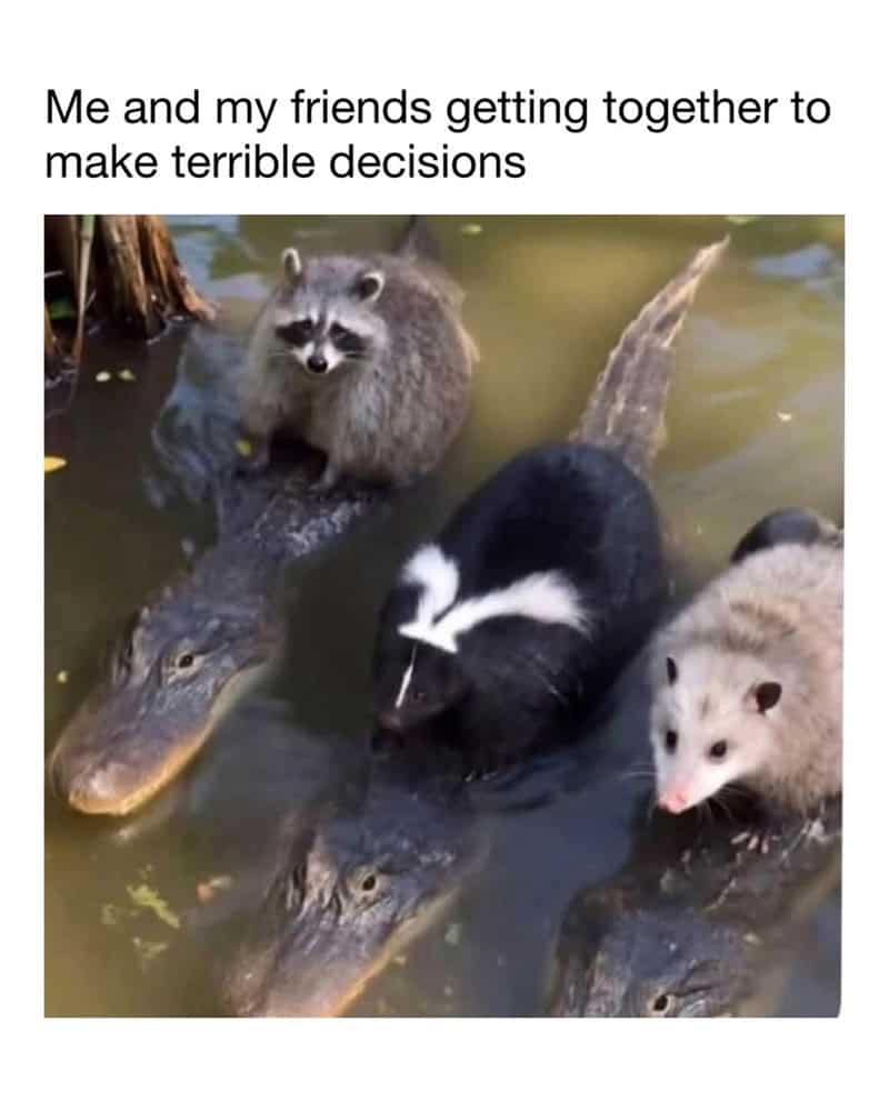 Group of raccoons and alligators in water, making decisions together.