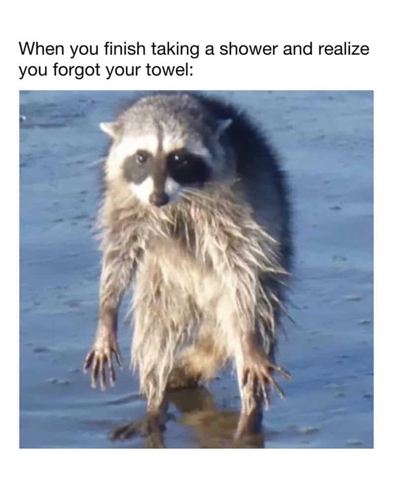 Cute raccoon with wet fur standing in water after shower.