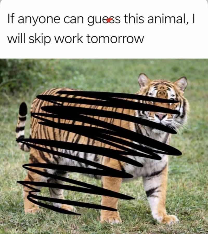 "If anyone can guess this animal, I will skip work tomorrow".