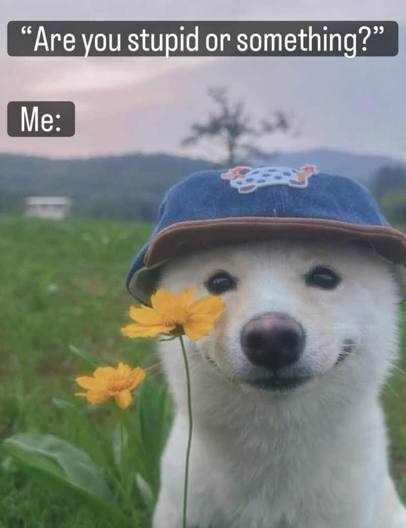 "Are you stupid or something?" meme with a smiling dog wearing a blue hat with a dinosaur patch, hol.