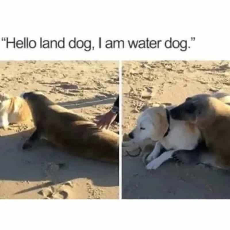 "Hello land dog, I am water dog.".