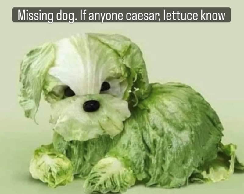 Missing dog. If anyone caesar; lettuce know.