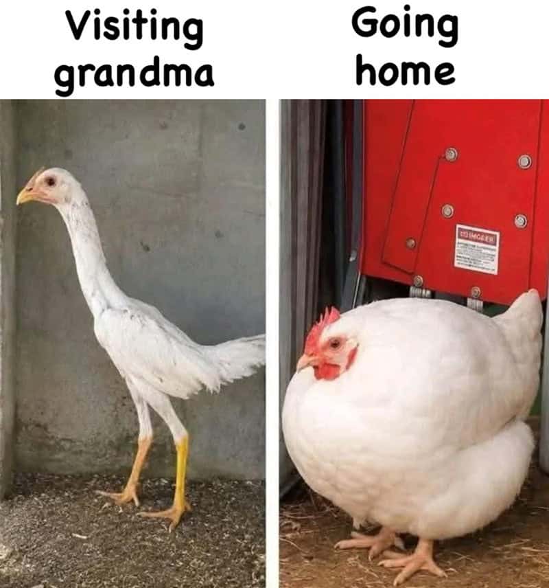 Visiting grandma vs. going home with a chubby chicken.