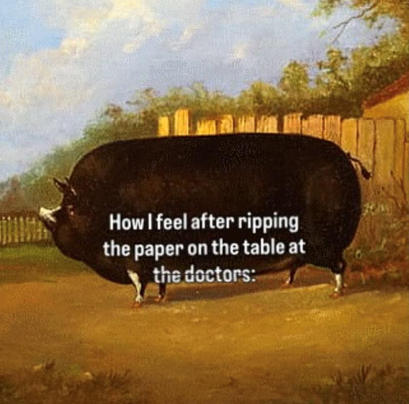 Pig with a cow's body and the text "How I feel after ripping the paper on the table at the doctors".