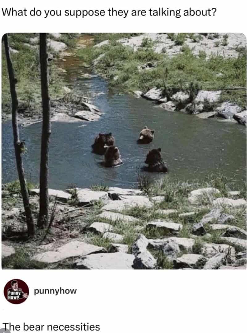 Bears relaxing in a river with rocks and trees around, enjoying the water.