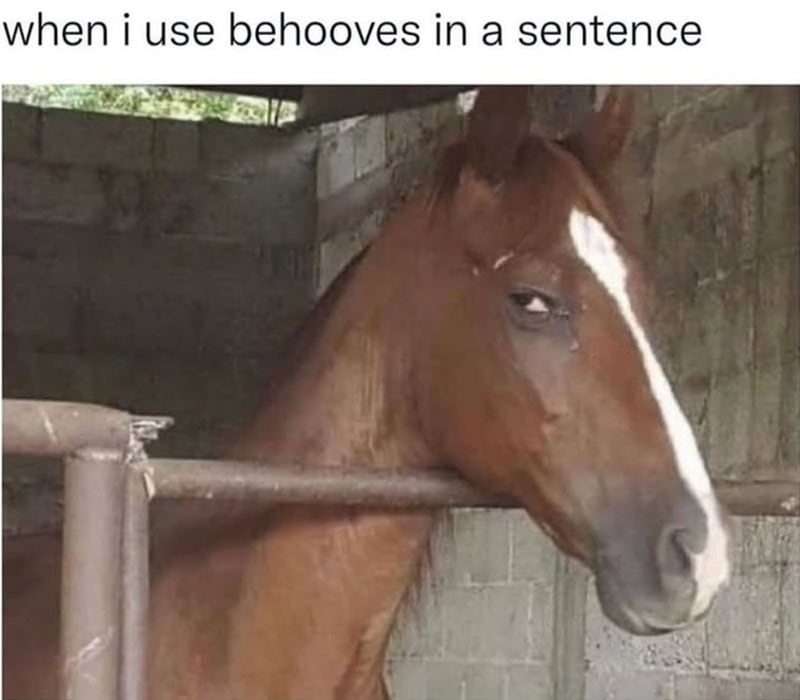 A horse with a slightly annoyed expression behind a metal fence.