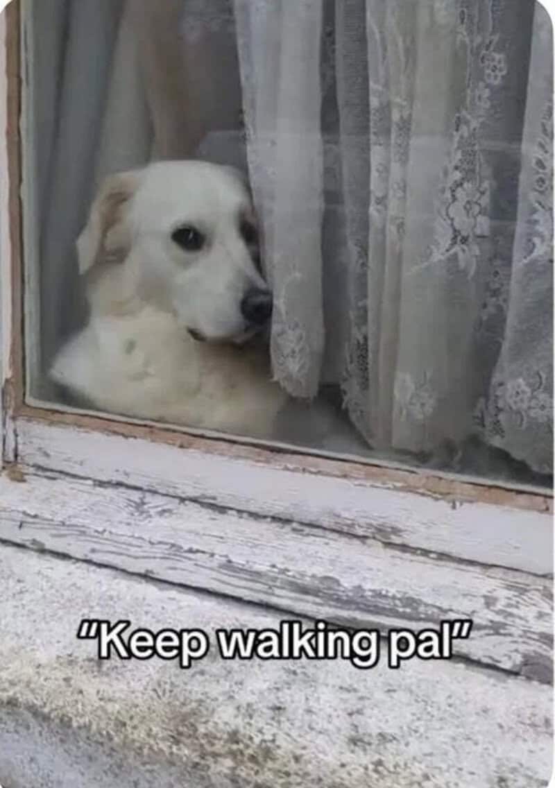 A dog looking out the window behind lace curtains with the caption "Keep walking pal".