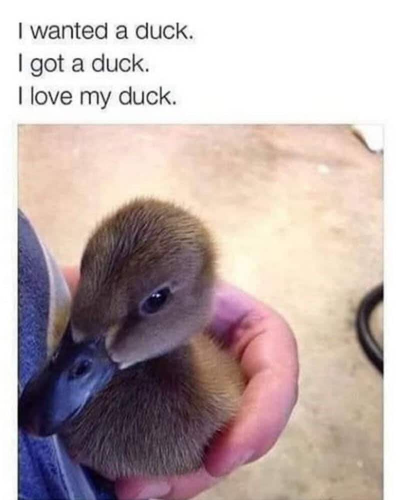 Adorable duckling being held gently, with text about loving the duck.