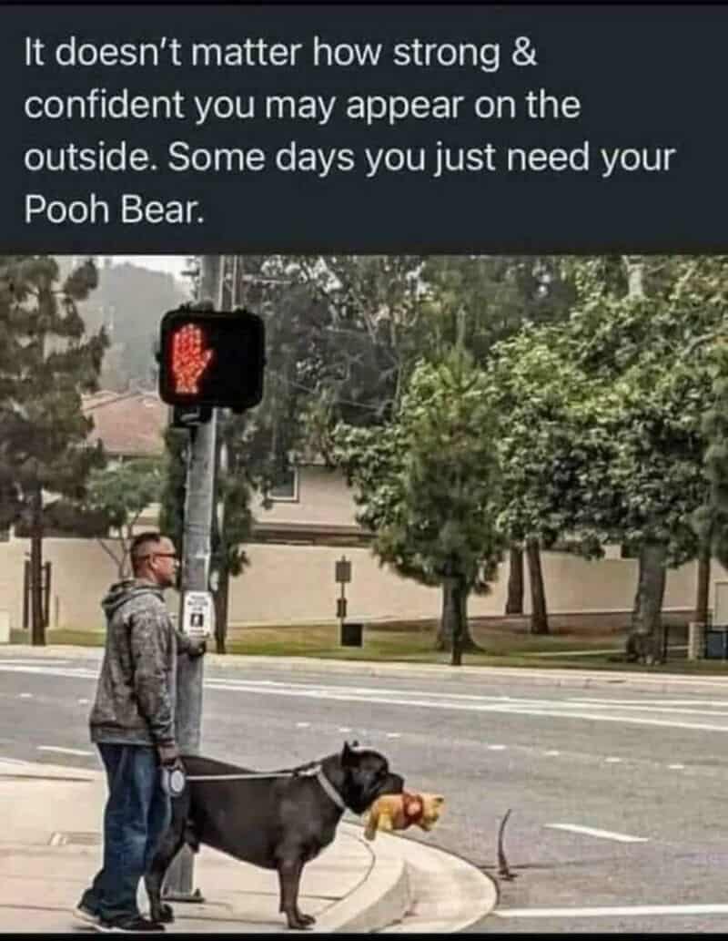 Man and dog at crosswalk with Pooh Bear toy, red pedestrian signal, and quote about confidence.