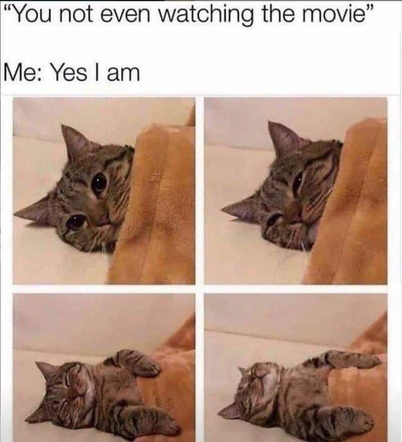 A cute tabby cat peeking from behind a piece of furniture, with a humorous caption about watching mo.
