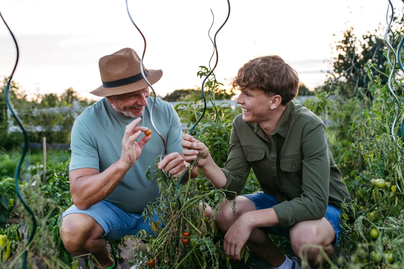 Growing tomatoes with a senior man and a young boy in a garden.