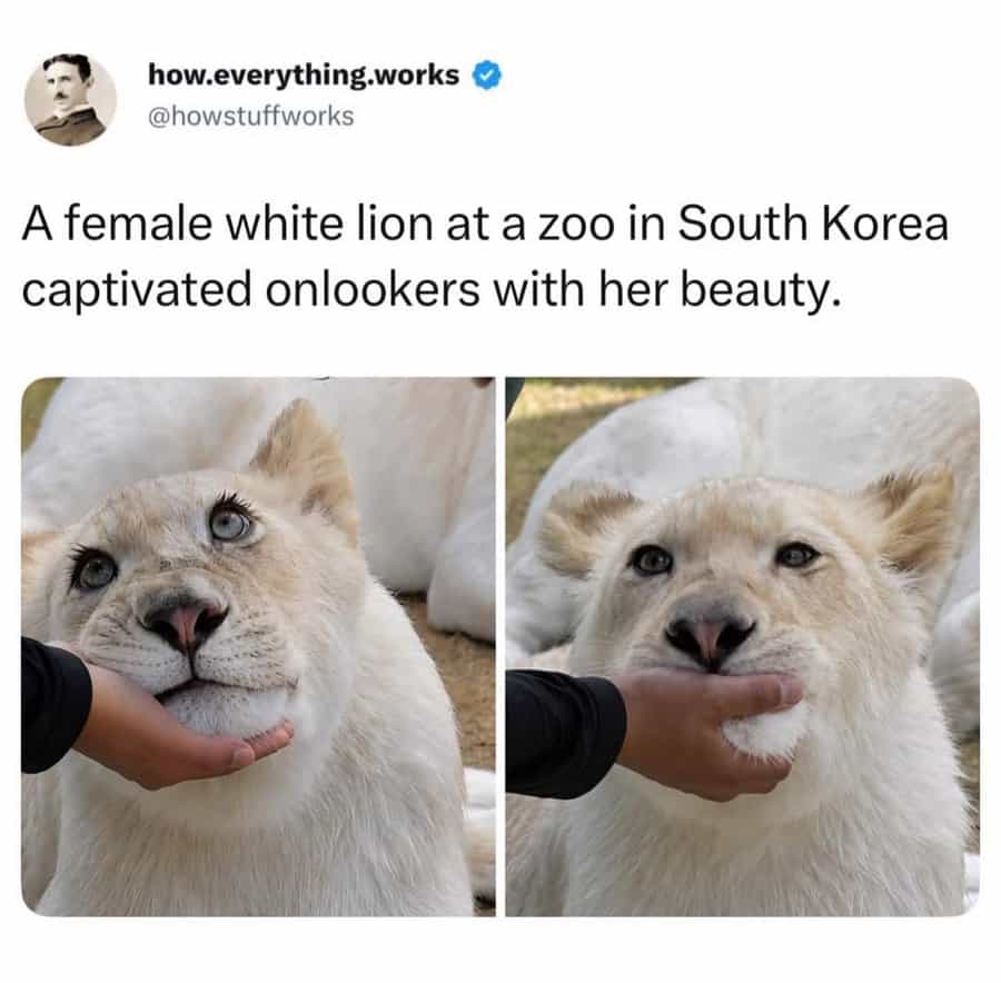 A white lion at a zoo in South Korea being admired by onlookers.