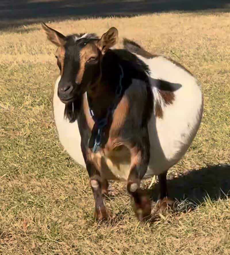 Goat with a large white circle behind it, standing on grass.