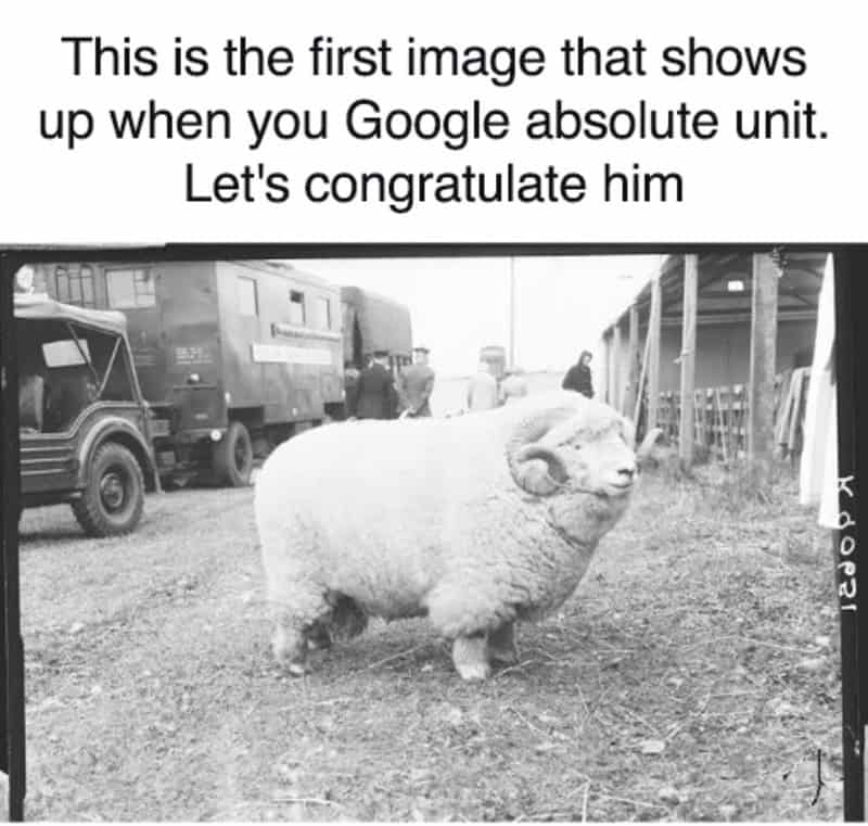 This is the first image that shows up when you Google absolute unit. Let's congratulate him.