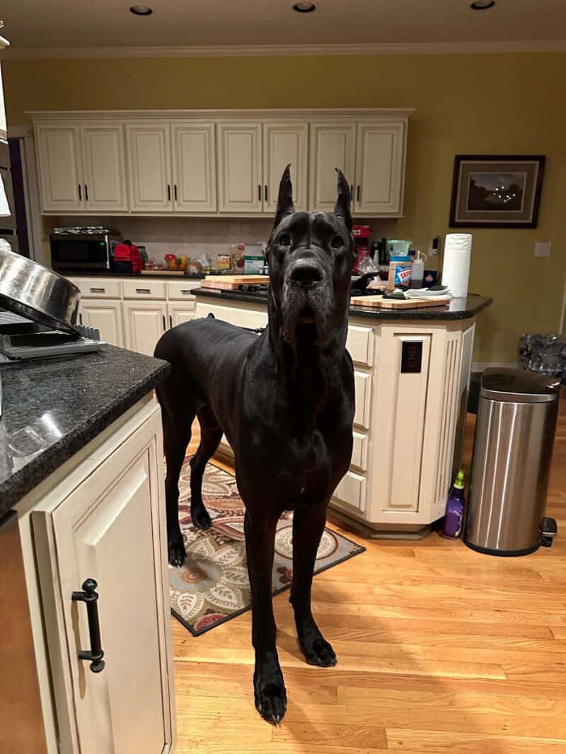 Large black Great Dane dog in kitchen with white cabinets and hardwood floor.