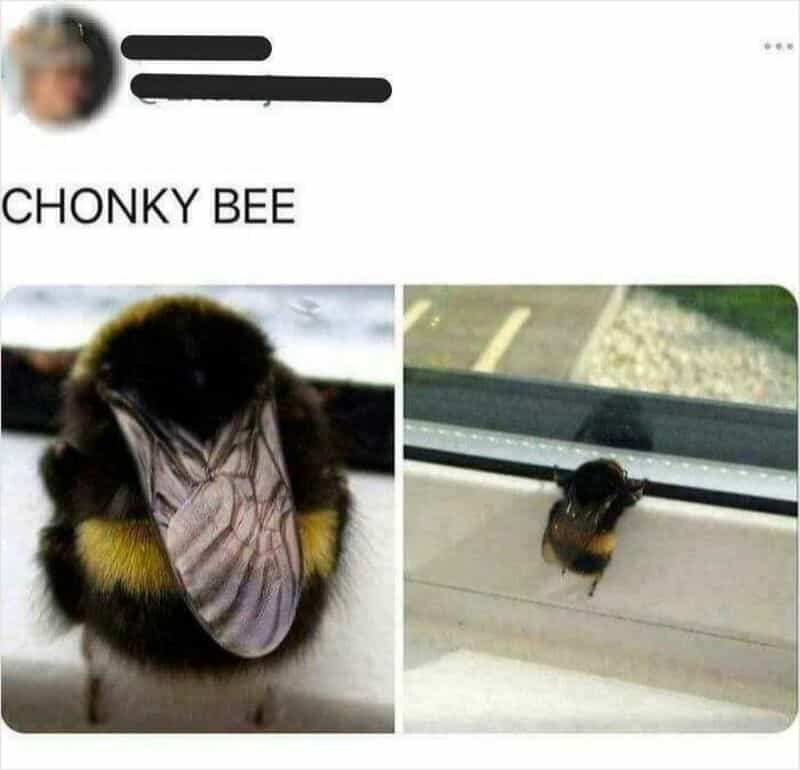 Chonky bee with a large body and tiny wings, sitting on a windowsill.