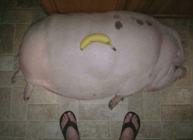 Large pig with a banana on its back, seen from above.