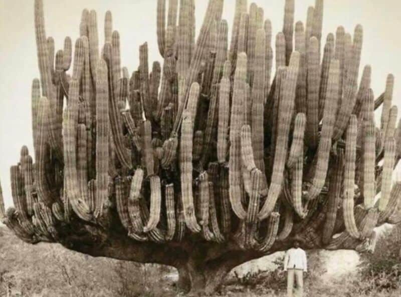 Huge cactus with a person for scale, showing its massive size.