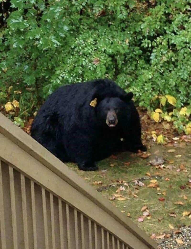 Large black bear near a wooden railing with green bushes in the background.