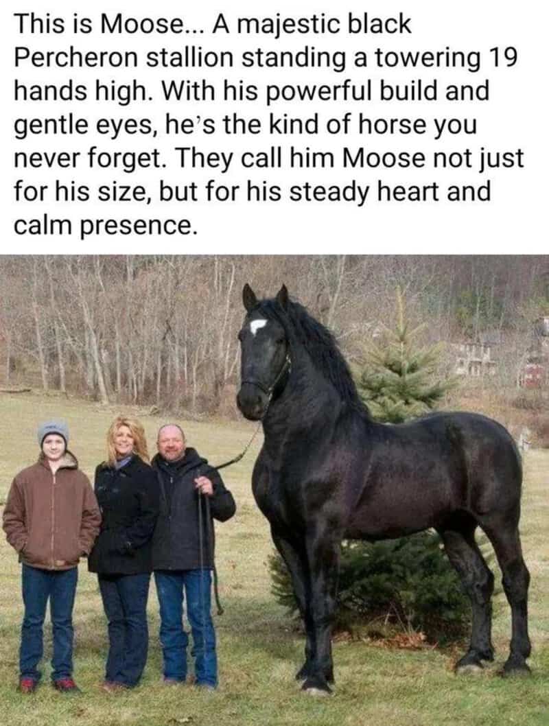 Majestic black Percheron stallion Moose standing 19 hands high with three people.