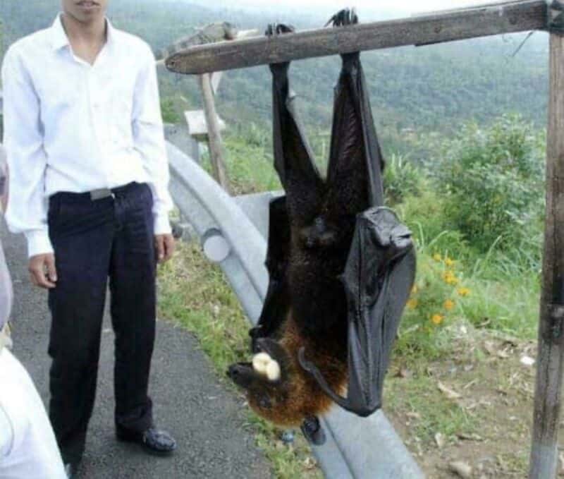 Hanging bat with a backpack and a dog, with a person nearby on a mountain road.