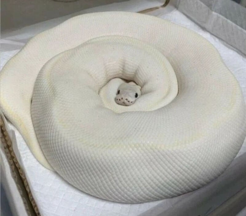 A large white snake coiled up with a small white toy bear in the center.