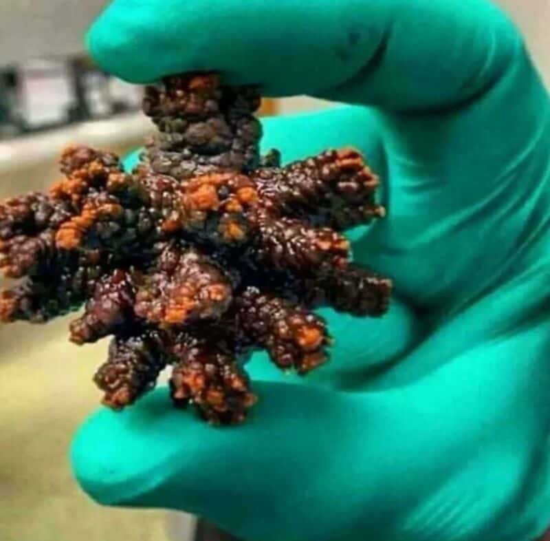 Close-up of a hand in a teal glove holding a large, irregularly shaped, dark-colored object.