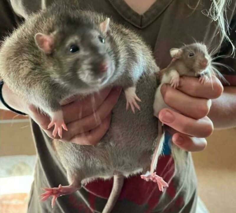 Two large rats being held, one big and one small, in a person's hands.