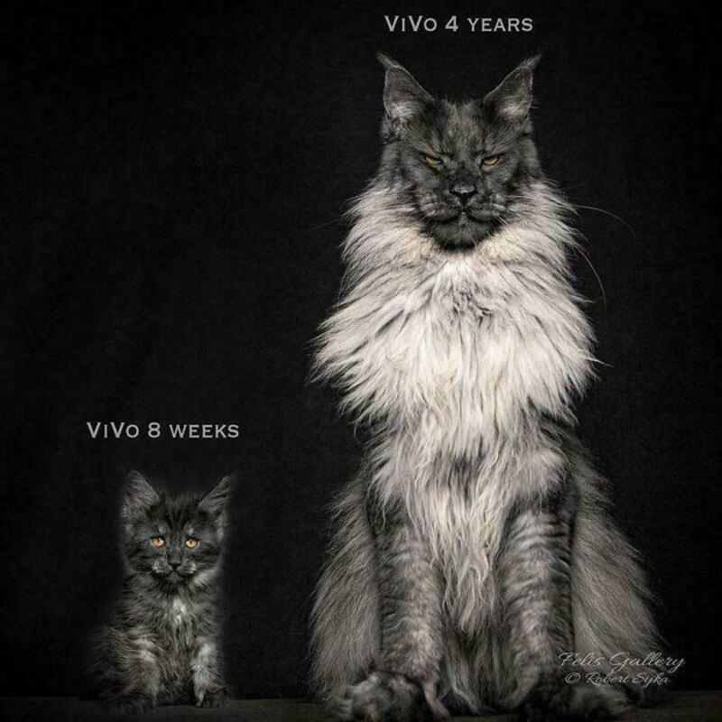 Comparison of a 4-year-old and 8-week-old Maine Coon cats showing size difference.