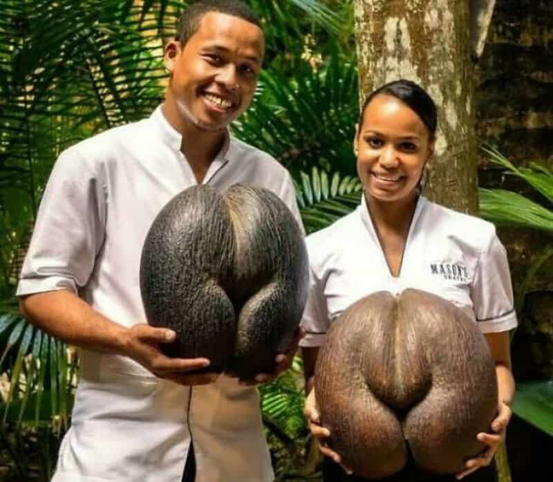 Two people holding large, round, dark brown coconuts in a lush green setting.